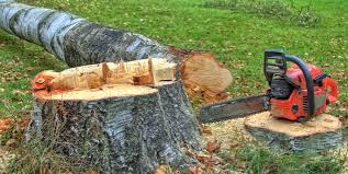 How Our Tree Care Process Works  in  Mcrae Helena, GA
