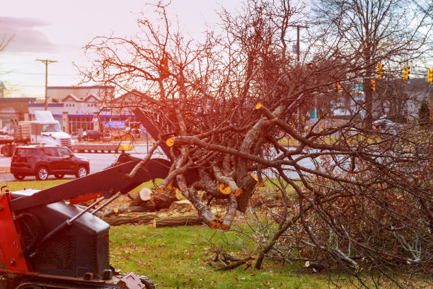 Best Tree Disease Treatment  in Mcrae Helena, GA