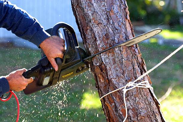 Leaf Removal in Mcrae Helena, GA