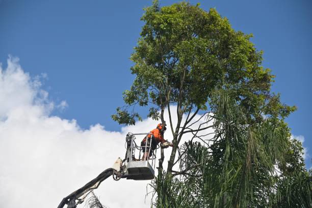 Best Storm Damage Tree Cleanup  in Mcrae Helena, GA