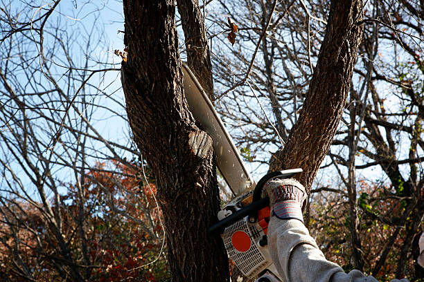  Mcrae Helena, GA Tree Care Pros