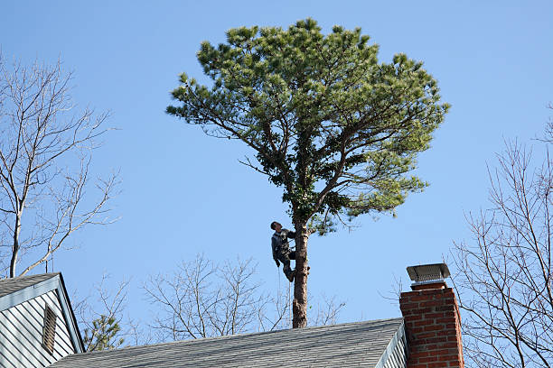 Lawn Renovation and Restoration in Mcrae Helena, GA
